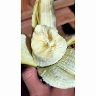 Pisang Kepok Tanjung Tanpa Jantung